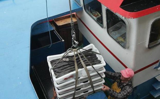 Descarga de merluza en el puerto de Avilés. /MARIETA
