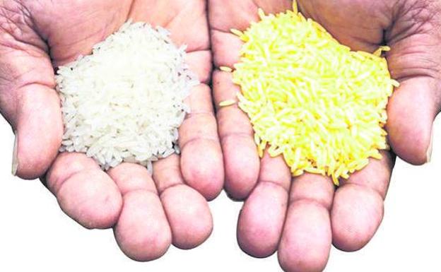 El arroz dorado, el transgénico que quiere evitar la ceguera de miles de niños