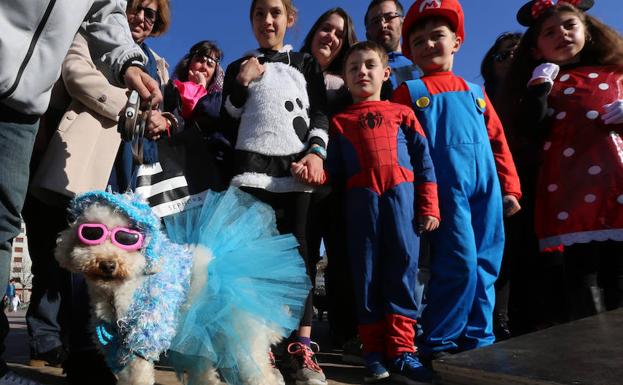 Concurso de disfraces para perros en carnaval.