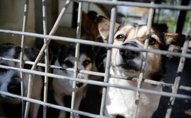 El consorcio para construir el albergue de animales se constituye este martes El consorcio para construir el albergue de animales se constituye este martes