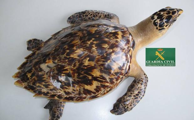 La Guardia Civil se incauta de una tortuga y un mono disecados