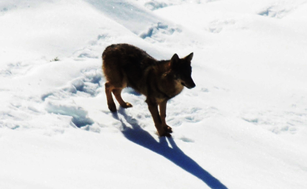 Un lobo ibérico fotografiado el pasado diciembre en la localidad de Amieva, en el mismo concejo. / F. HERAS
