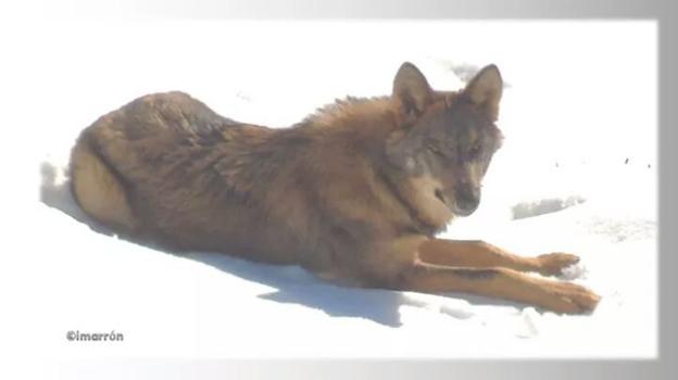 Un lobo el pasado diciembre cerca de la localidad de Amieva, en el concejo homónimo. / F. HERAS