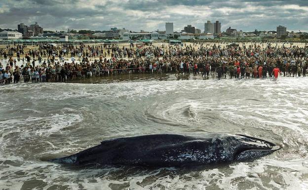 La ballena era un ejemplar joven, de ocho metros y seis toneladas, que atrajo la atención de cientos de personas en Mar del Plata, la mayor ciudad balnearia de Argentina./AFP