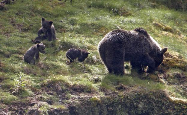 Expertos estiman que la Cordillera Cantábrica acoge ya a más de 300 osos Expertos estiman que la Cordillera Cantábrica acoge ya a más de 300 osos