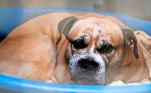 Chico, el perro que mató a sus dueños en Alemania./Change.org