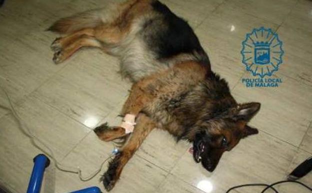 Arrastra a su perro durante 400 metros con una cuerda y le propina patadas Arrastra a su perro durante 400 metros con una cuerda y le propina patadas