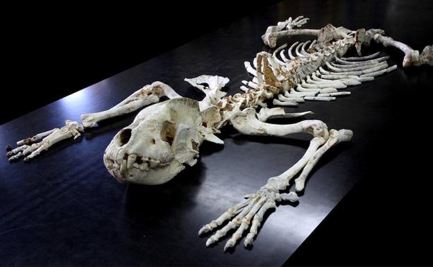 La hiena de Ribadesella sale a la luz 37.600 años después