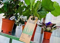 El hotel para plantas, una solución para las vacaciones