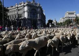 Cientos de ovejas recorren en centro de Madrid. / Foto: Efe | Vídeo: Atlas/