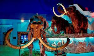 Exposición de fauna glacial en el Museo del Jurásico. / NEL ACEBAL/