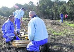 Plantación de árboles en la finca de El Pinar de Salinas, objeto de la permuta. :: SERGIO LÓPEZ/