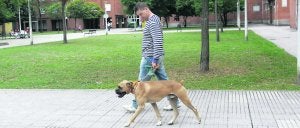 Un vecino pasea a su perro bóxer por la plaza del Médico Félix Prieto, donde presuntamente ocurrieron los envenenamientos. :: P. CITOULA/