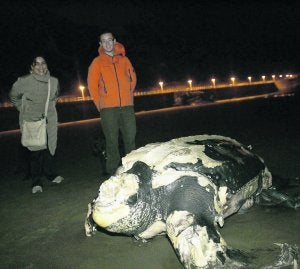 Dos jóvenes observan el ejemplar hallado en la playa castrillonense, a la altura del Náutico. ::
S. LÓPEZ/