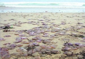La playa de Xagó, llena de medusas varadas durante la pasada semana. :: GRUPO MAVEA/