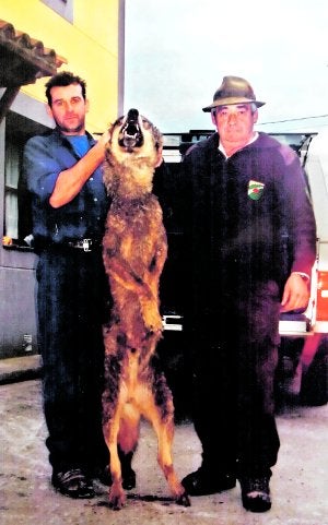 El último lobo del Cuera, un macho de 45 kilos, era abatido en la vertiente cabraliega de la sierra el 13 de febrero de 2007. :: E. C./