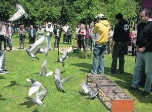 Suelta de palomas del Comité Anti-Sida en Los Pericones. ::
PALOMA UCHA/
