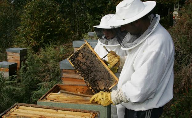 Podemos e IU piden más ayudas para los apicultores ante una campaña «catastrófica»