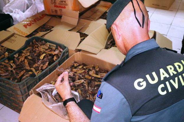 Interceptan En Cádiz 340 Kilos De Pepinos De Mar - 