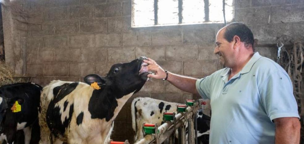 Ganaderos que luchan la leche - Vimarsana News