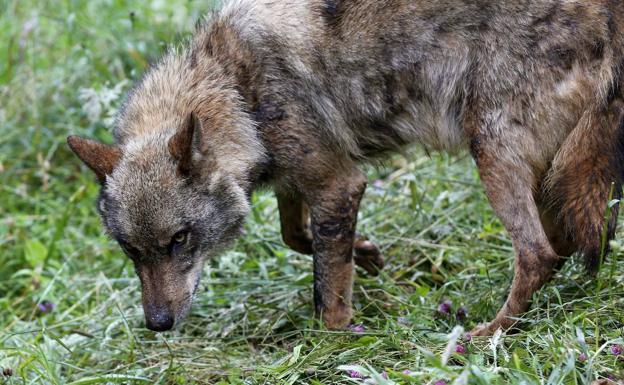 PSOE y PP de Piloña se alían contra la protección del lobo