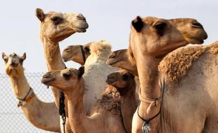 Escándalo por el uso de bótox en los concursos de belleza... de camellos