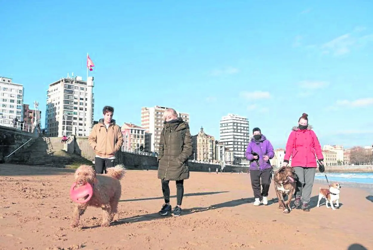 Desprecio Limón danés Gijón tiene ya 37.765 perros tras inscribirse tres mil durante la pandemia  | El Comercio