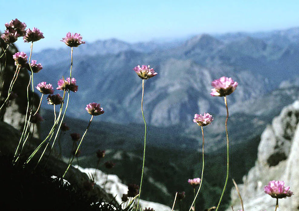 Picos de Europa: Floramon proyecto botánico de ciencia ciudadana | El  Comercio