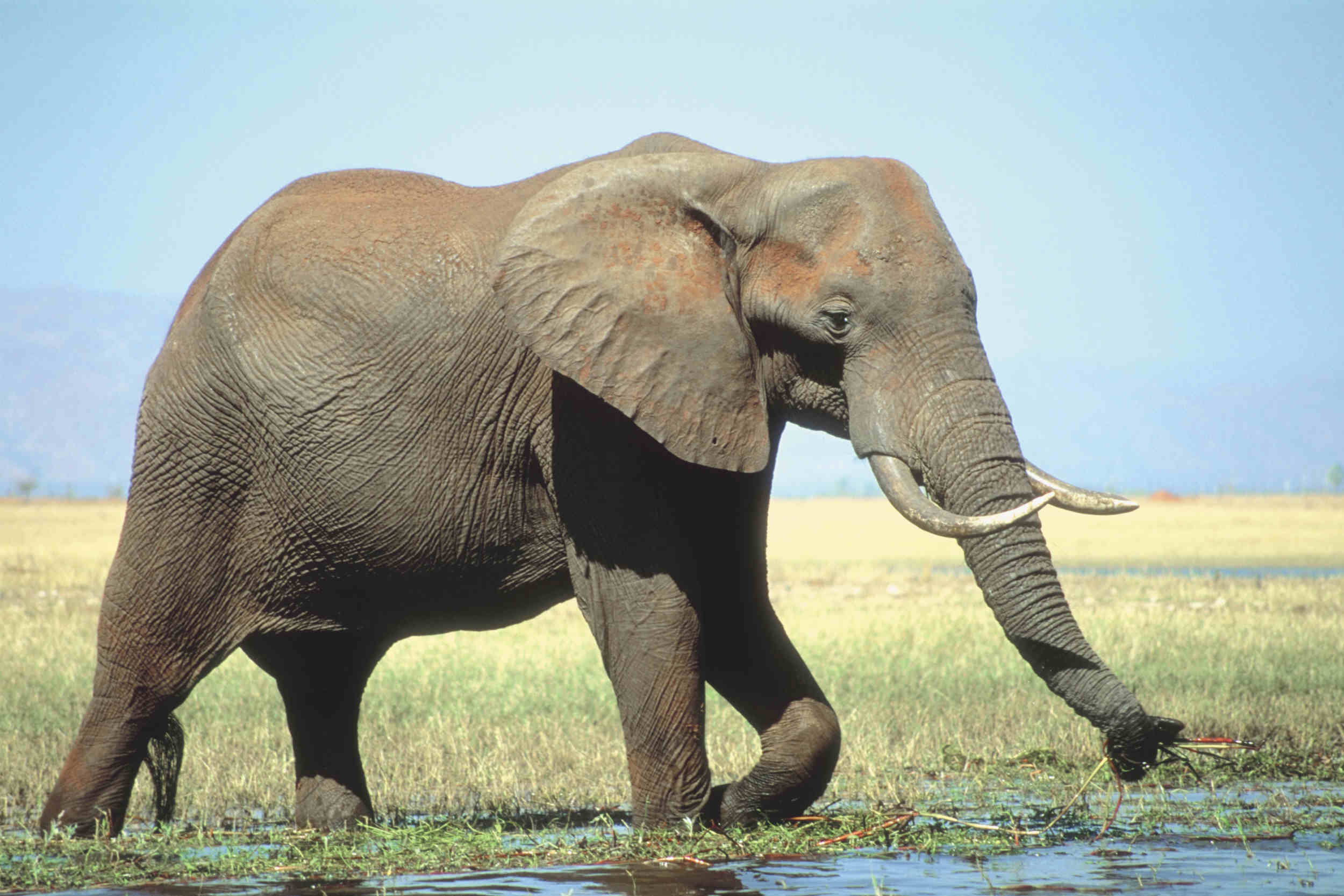Un Elefante Mata A 4 Personas Entre Ellas Una Nina En India El Comercio