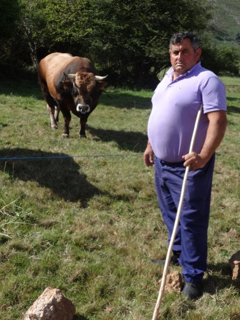 «En una explotación de vacas de carne no hay que ordeñar ni eres un